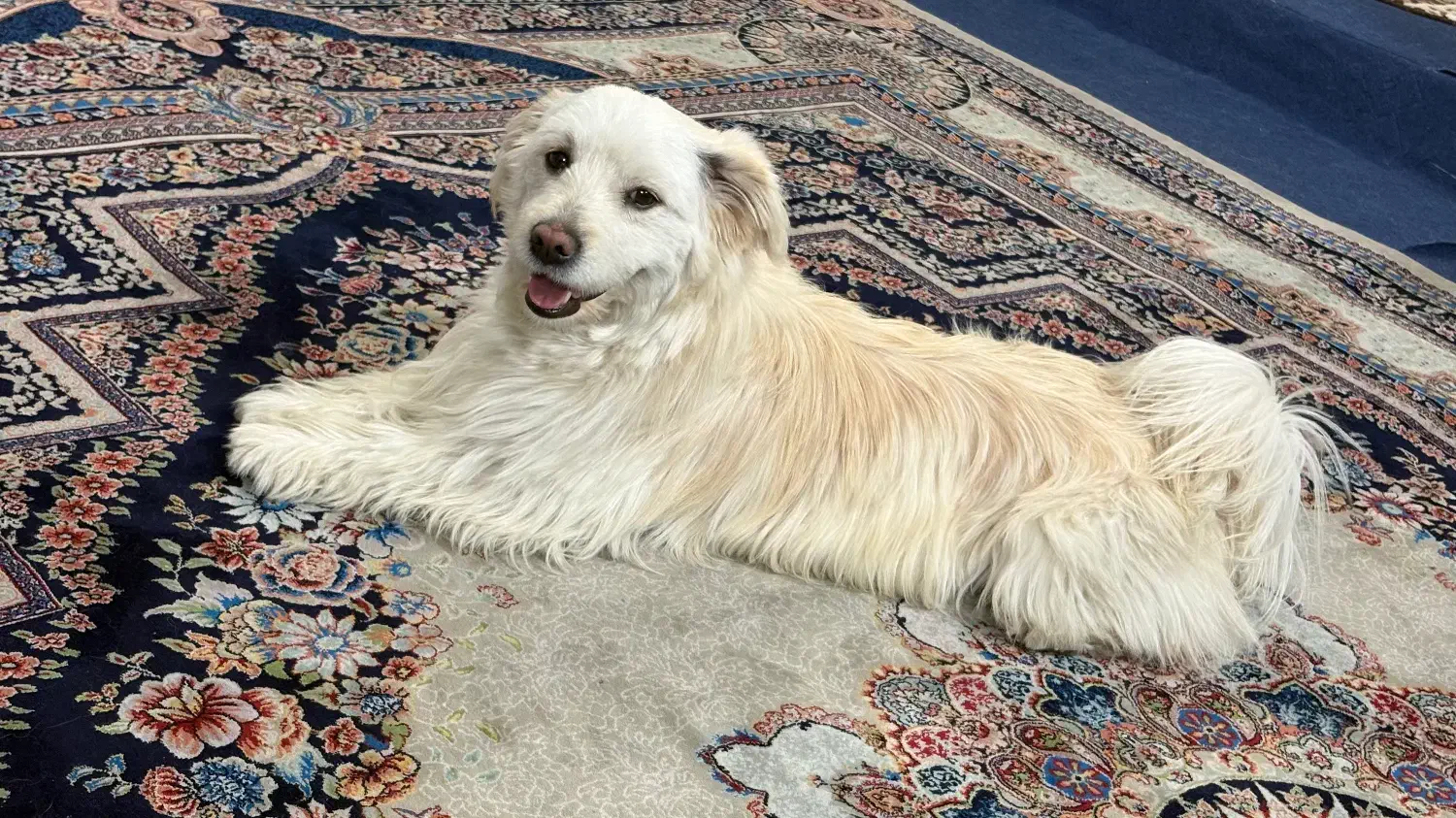 سگ برفی|سگ|بهارستان, |دیوار