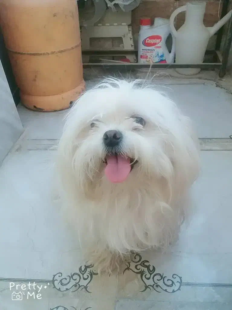 سگ پاکوتاه نژاد چینی سوپر فلت|سگ|سراوان, |دیوار