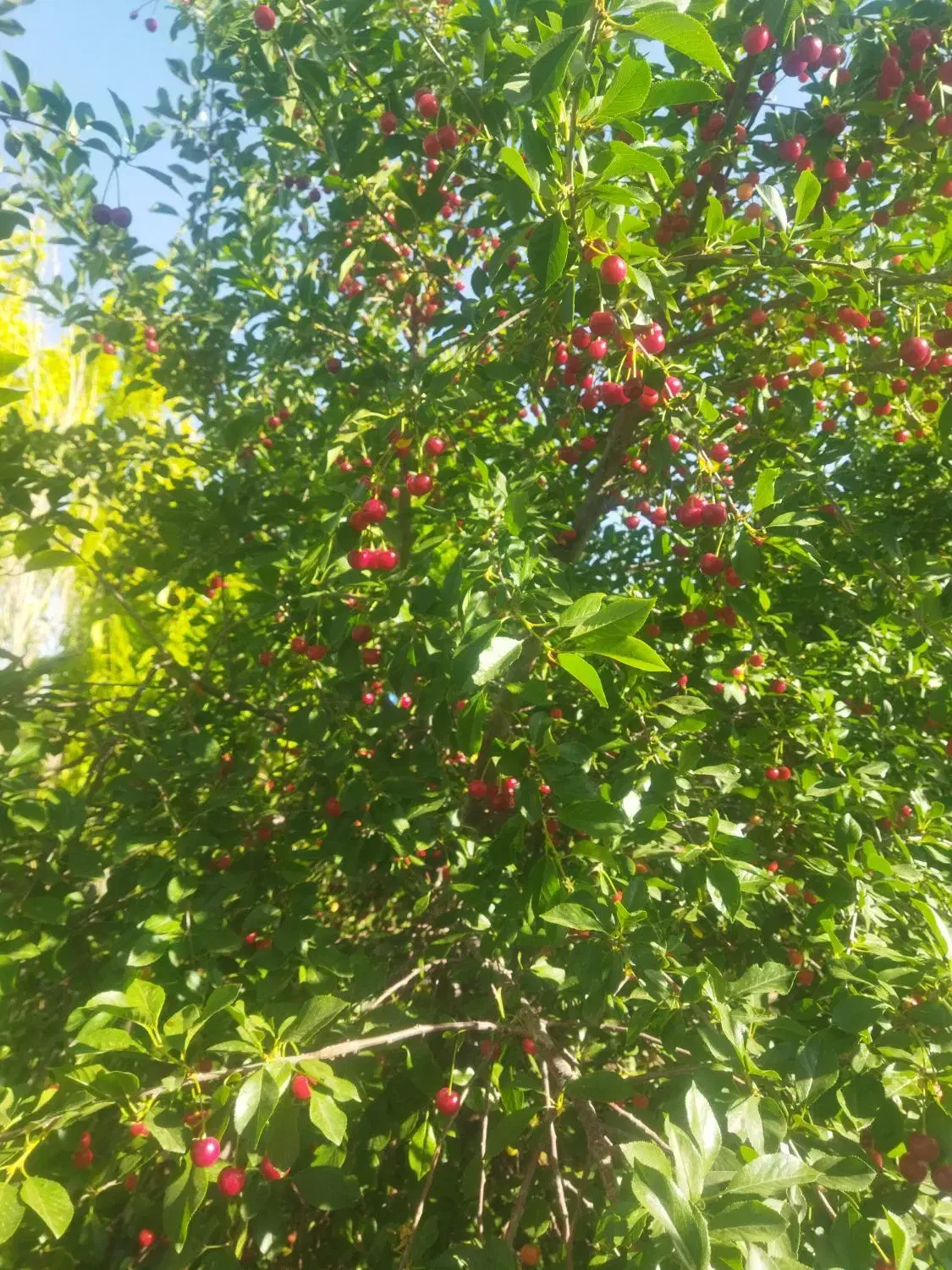 خدمات باغبانی.چالکود .ویزیت وسمپاشی پاییزی بیل زنی|خدمات باغبانی و درختکاری|تبریز, |دیوار