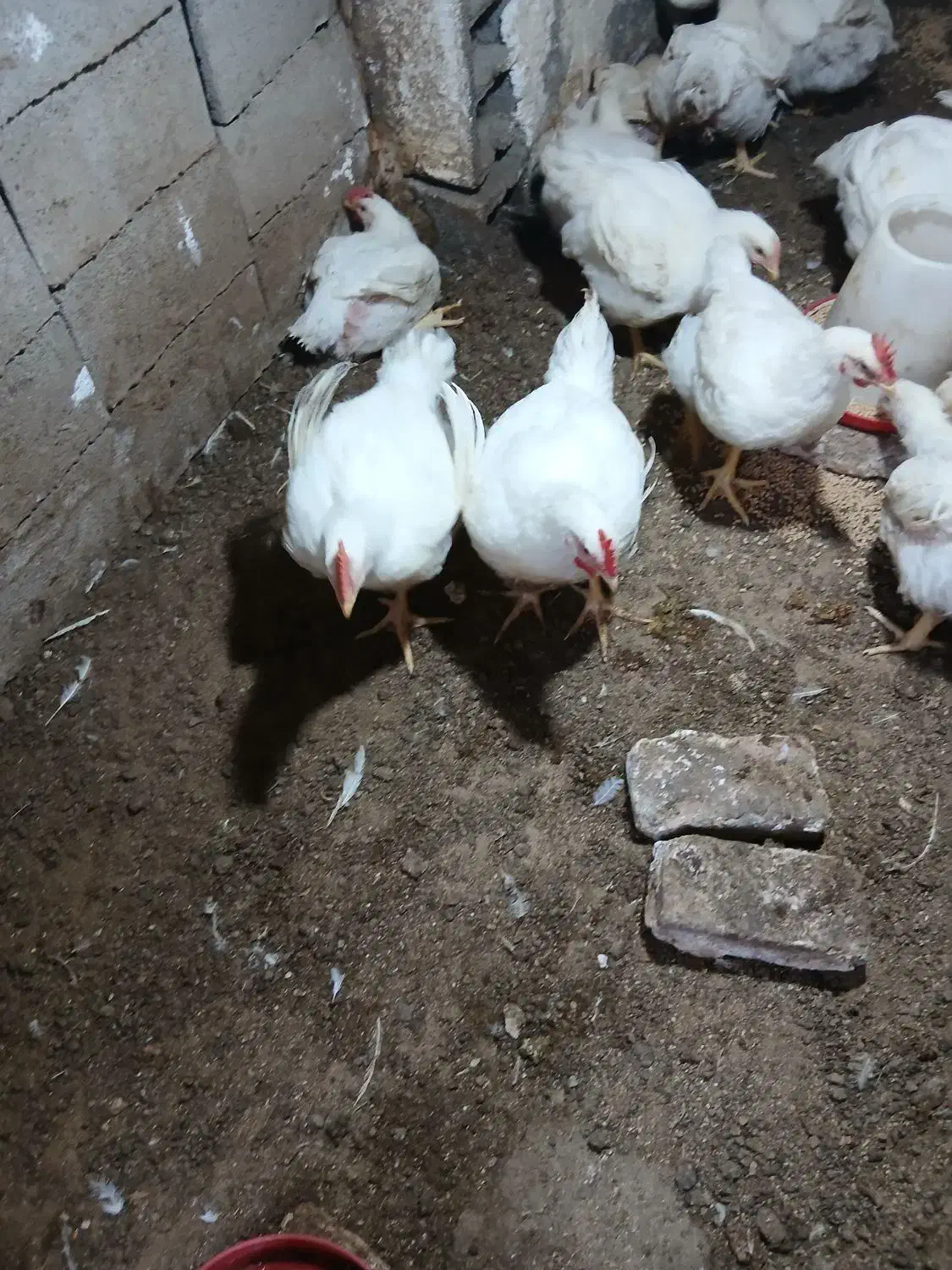 مرغ ارگانیک گوشتی|حیوانات مزرعه|رامیان, |دیوار