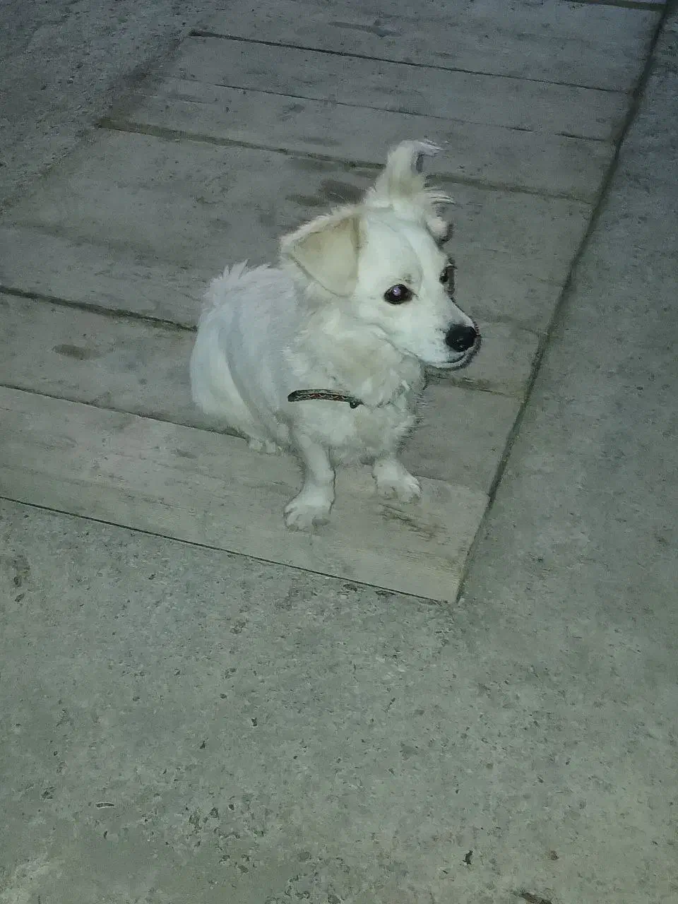 سگ)|سگ|رامسر, |دیوار