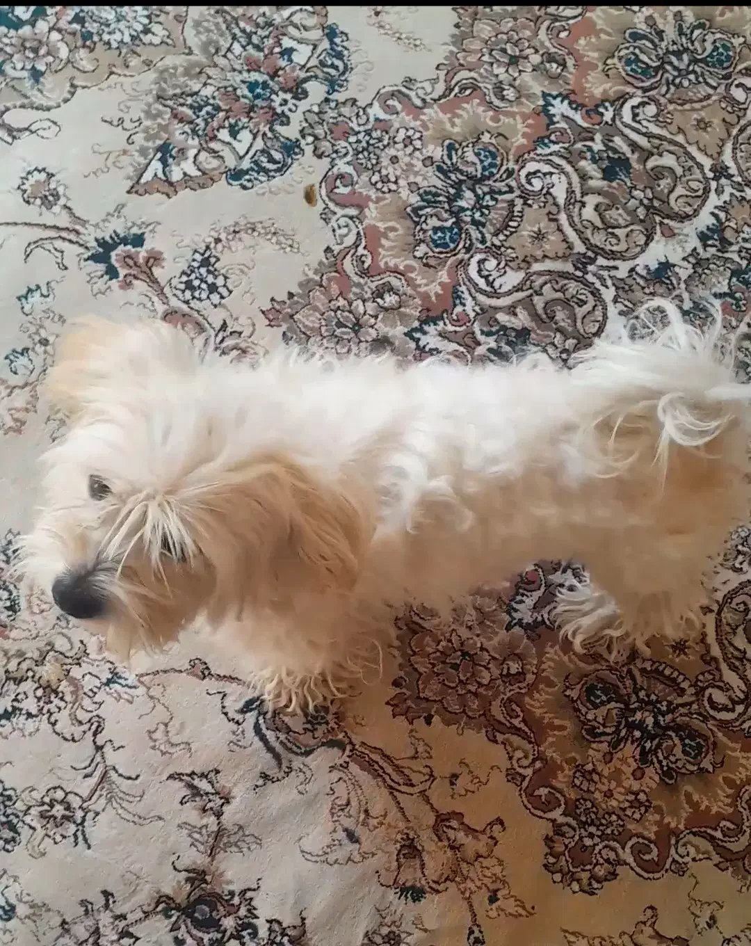 سگ پاکوتا|سگ|تبریز, |دیوار