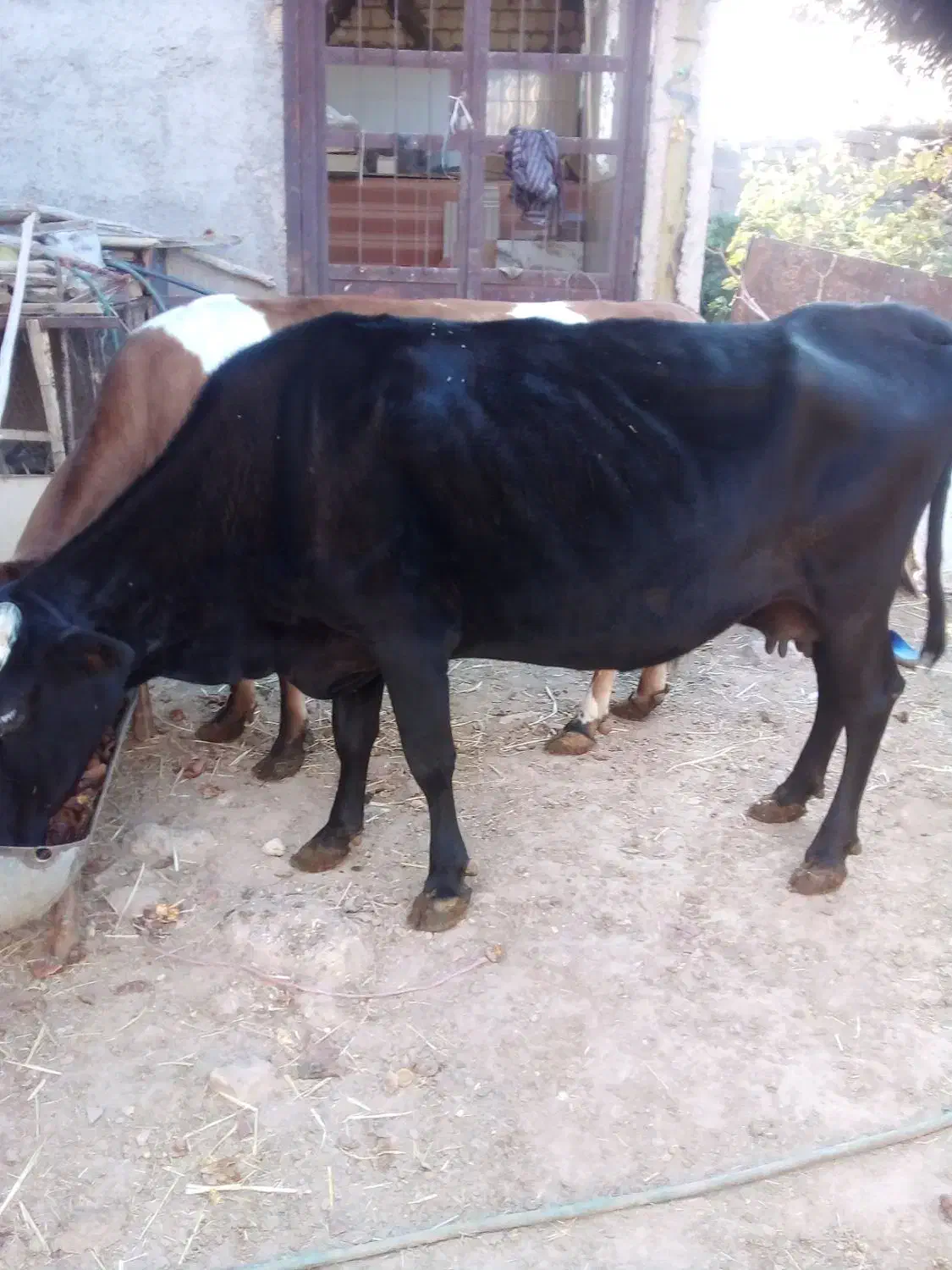 گاو فروشی یا معاوضه راور|حیوانات مزرعه|راور, |دیوار