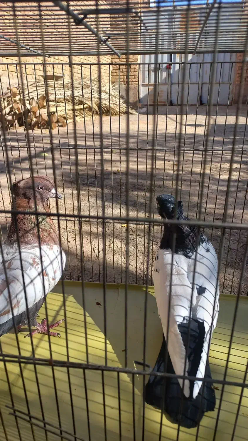 کفتر|پرنده|اردکان, |دیوار