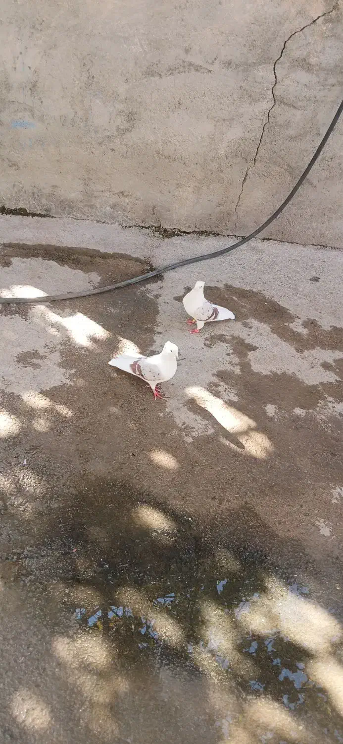 دوتا نر پلنگ لون|پرنده|سیلاخور, |دیوار