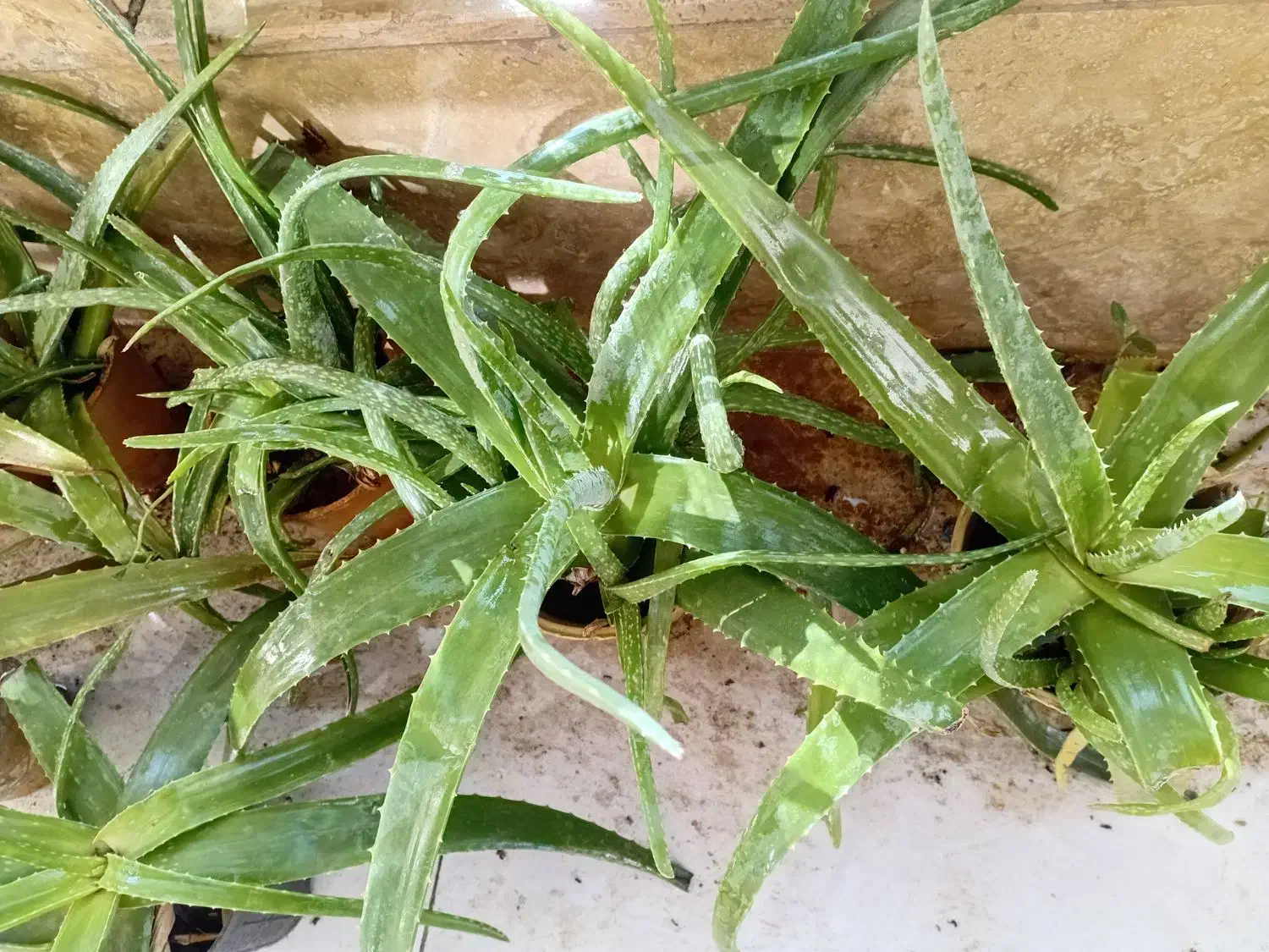 آلوئه ورا|گل و گیاه طبیعی|شیراز, شهرک مهدیآباد|دیوار