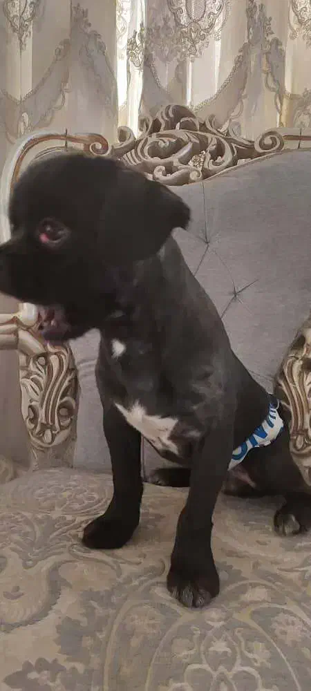 گمشده|حیوانات|تهران, حکیمیه|دیوار