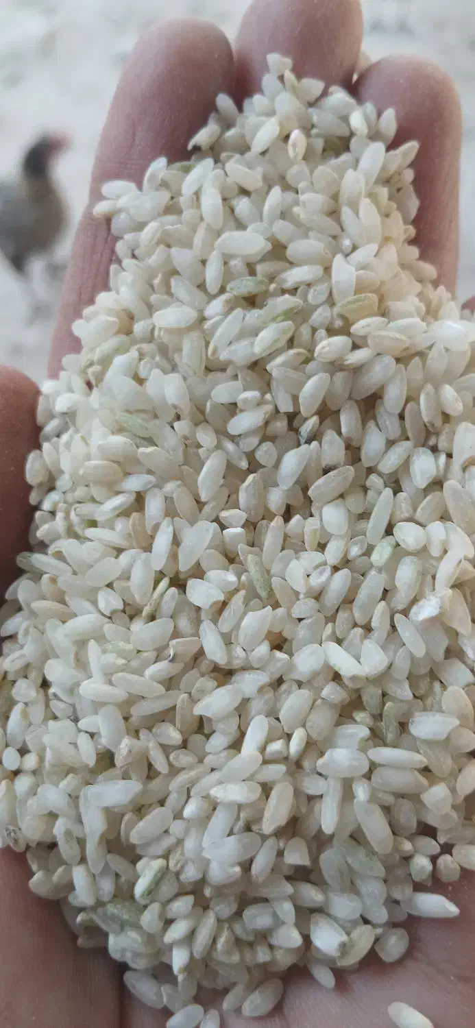 برنج شهری|خوردنی و آشامیدنی|مارگون, |دیوار