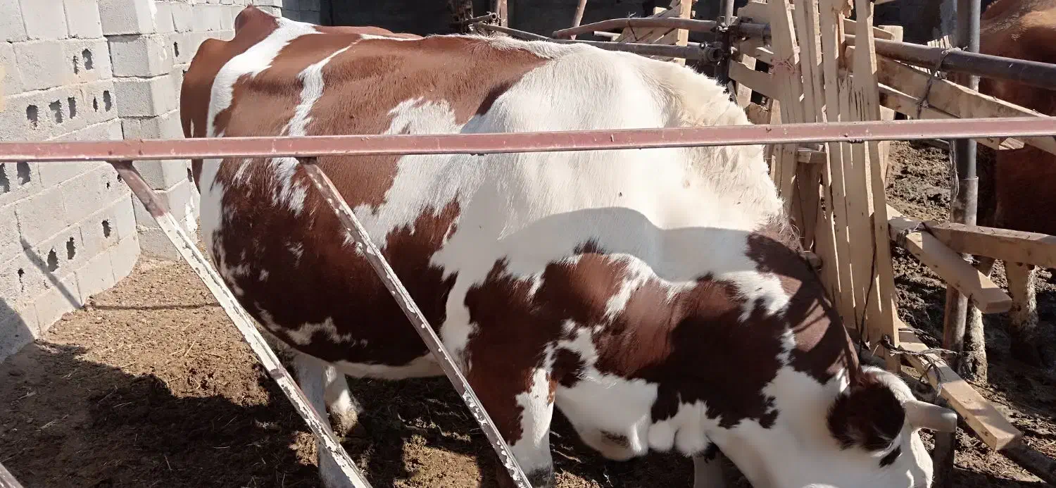 استخدام کارگر دائمی با جای خواب|استخدام معماری، عمران و ساختمانی|بسطام, |دیوار