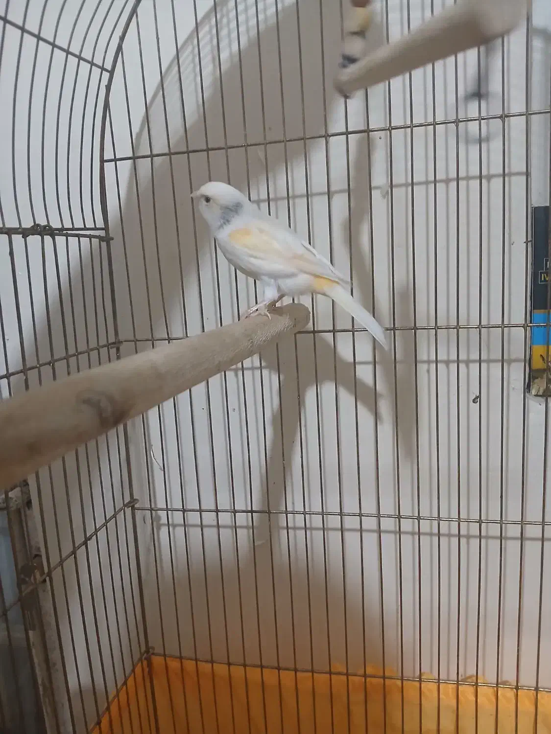 قناری موزایکی|پرنده|شاهینشهر, فردوسی|دیوار