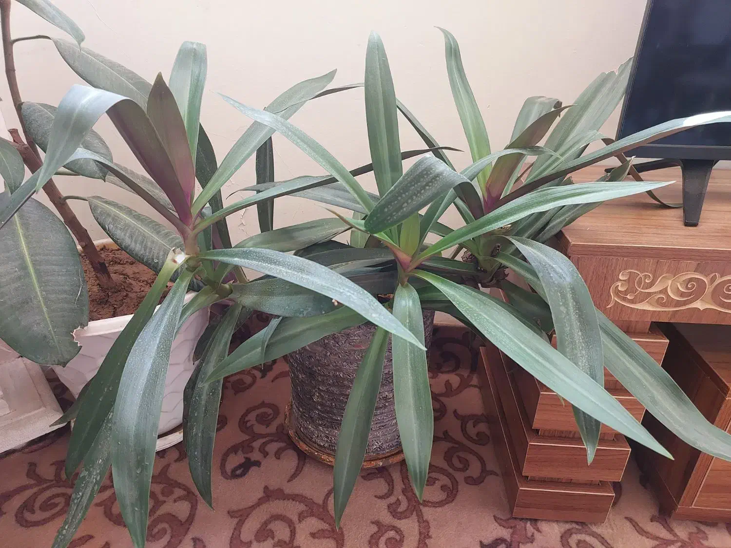 گلدان وگل طبیعی|گل و گیاه طبیعی|شیراز, نصر|دیوار