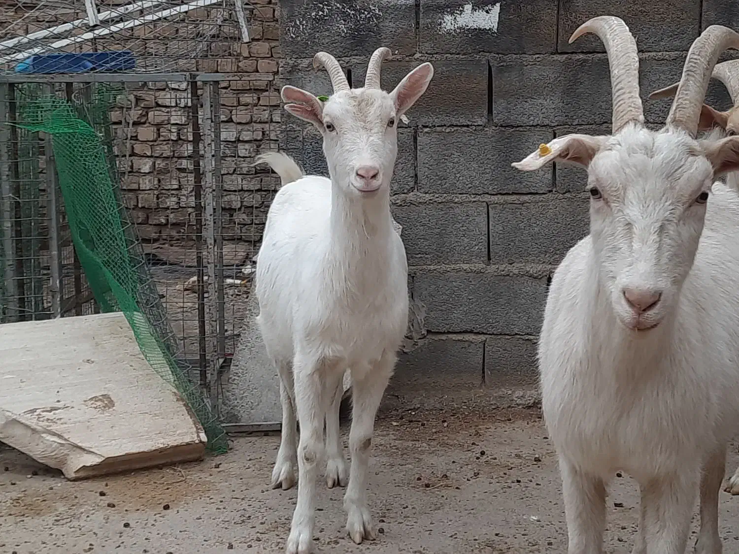 بز سانن اصل فرانسوی|حیوانات مزرعه|مشهد, درزآب|دیوار