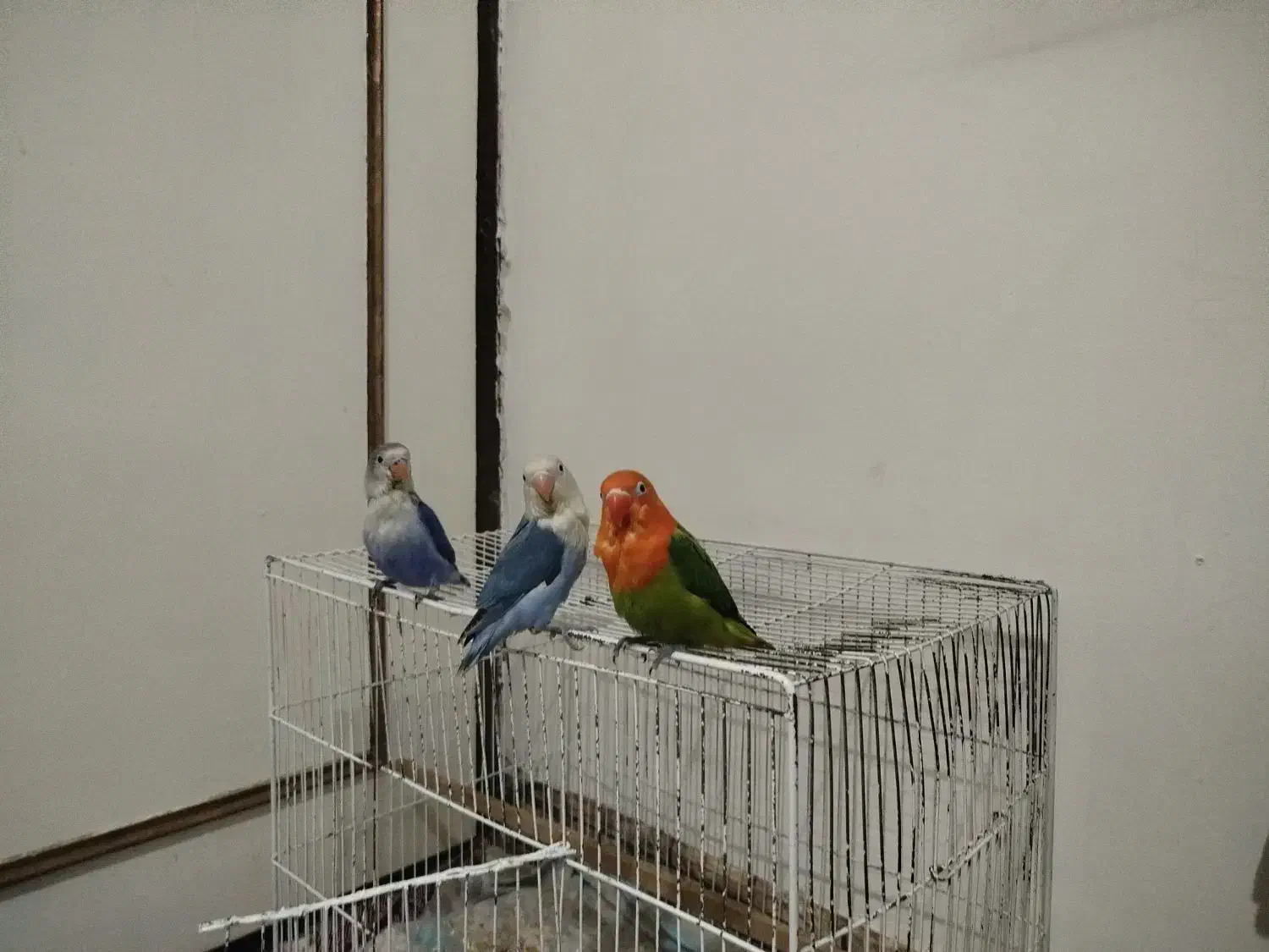 جوجه طوطی کوتوله|پرنده|الوند, |دیوار