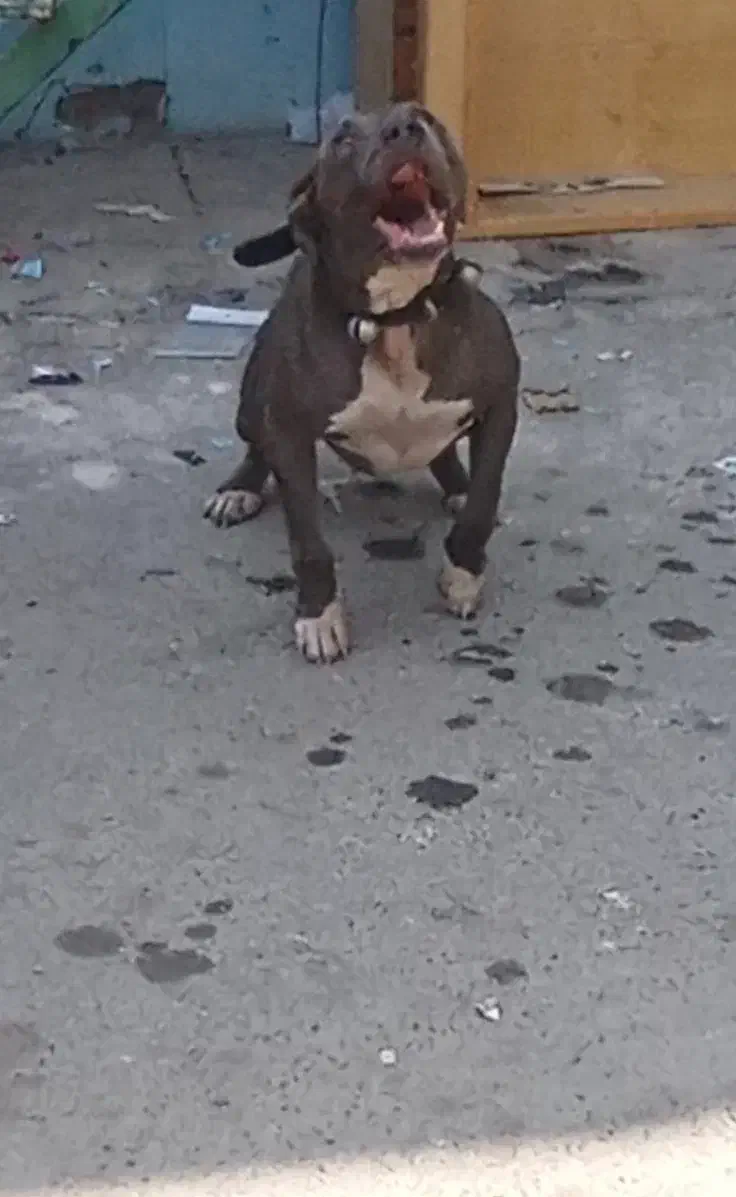 سگ پیتبول|سگ|بهارستان, |دیوار