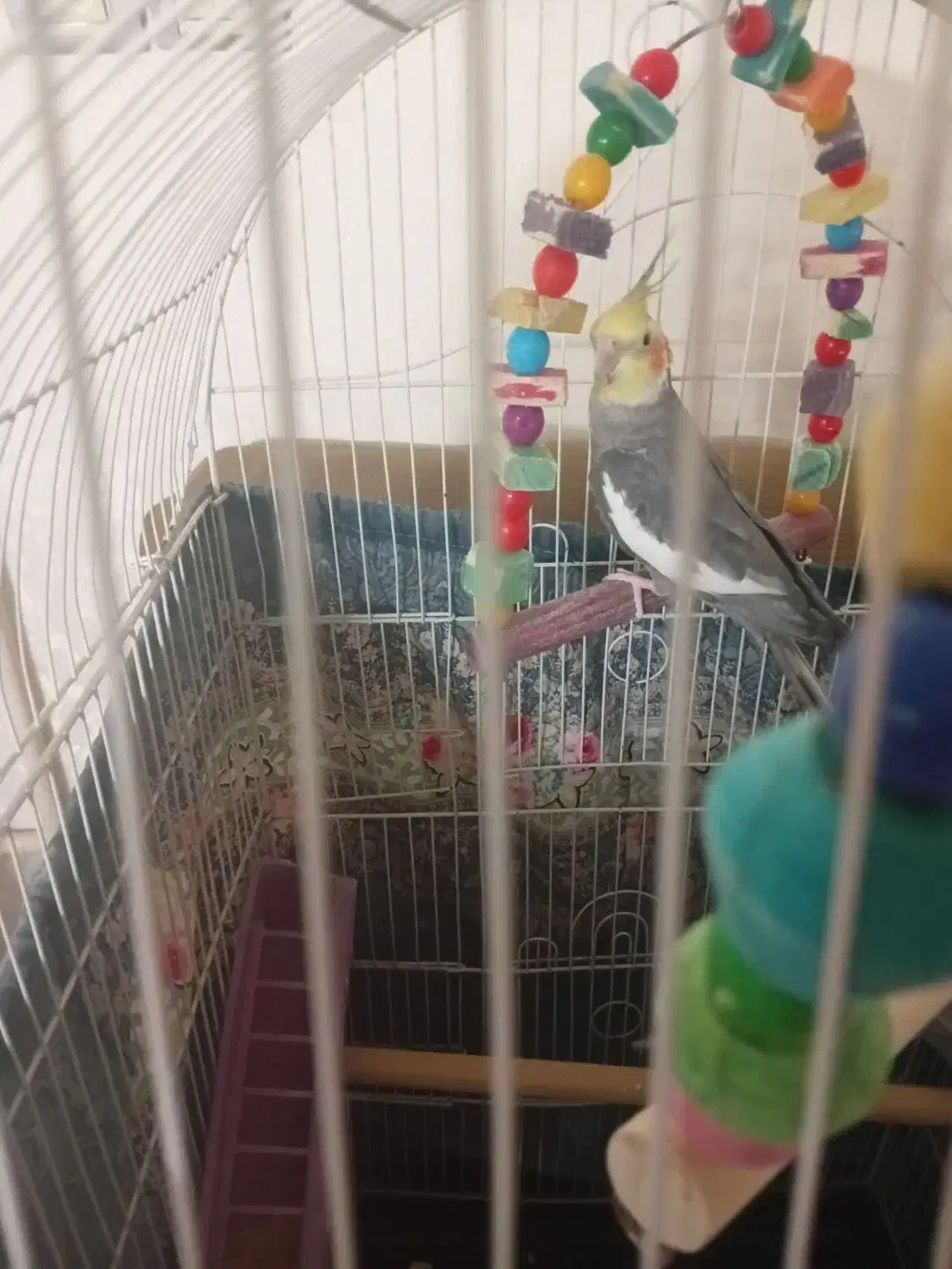 عروس هلندی نرسخنگو دستی|پرنده|تهران, مشیریه|دیوار