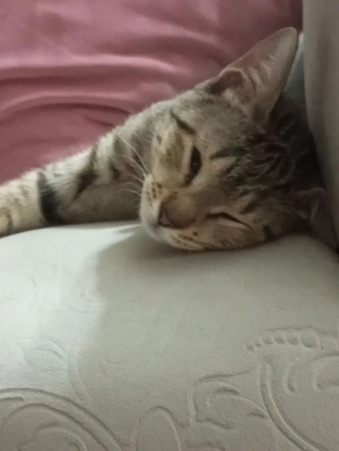 گربه|گربه|بومهن, |دیوار