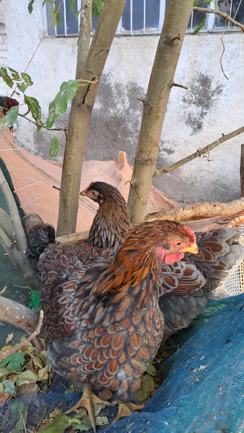 مرغ خروس ویاندوت بلورد واورنج وخروس لاکنزی|حیوانات مزرعه|مشهد, ویلاشهر|دیوار