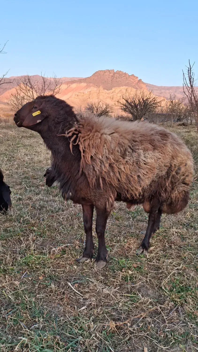 قوچ همو|حیوانات مزرعه|ماهنشان, |دیوار