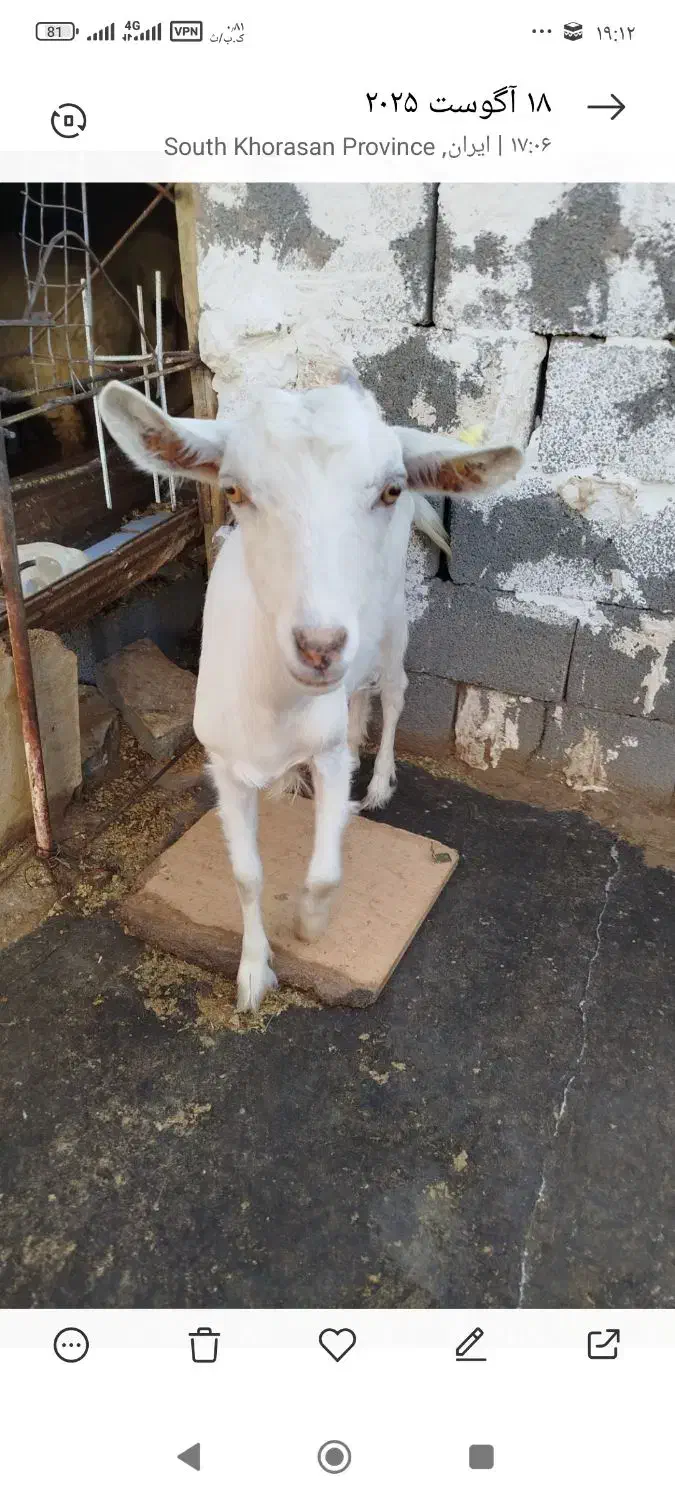 دو عدد بز سانن|حیوانات مزرعه|بیرجند, |دیوار