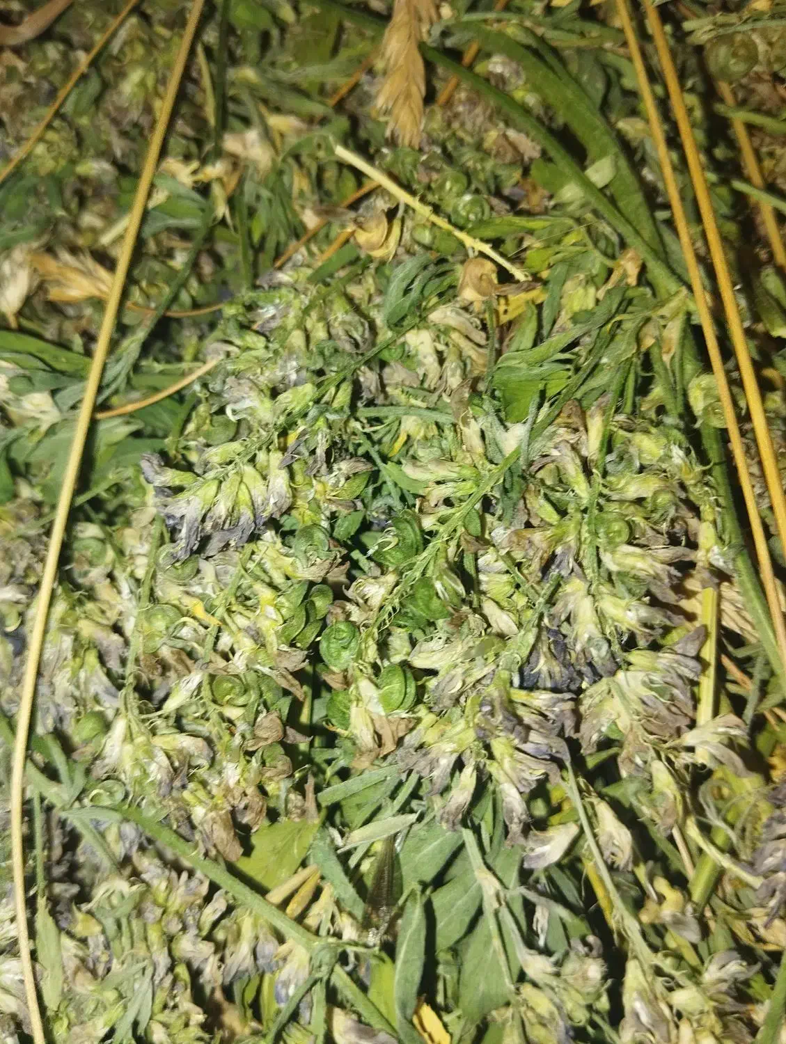 یونجه هزار و پانصد بند|لوازم جانبی حیوانات|خلخال, |دیوار