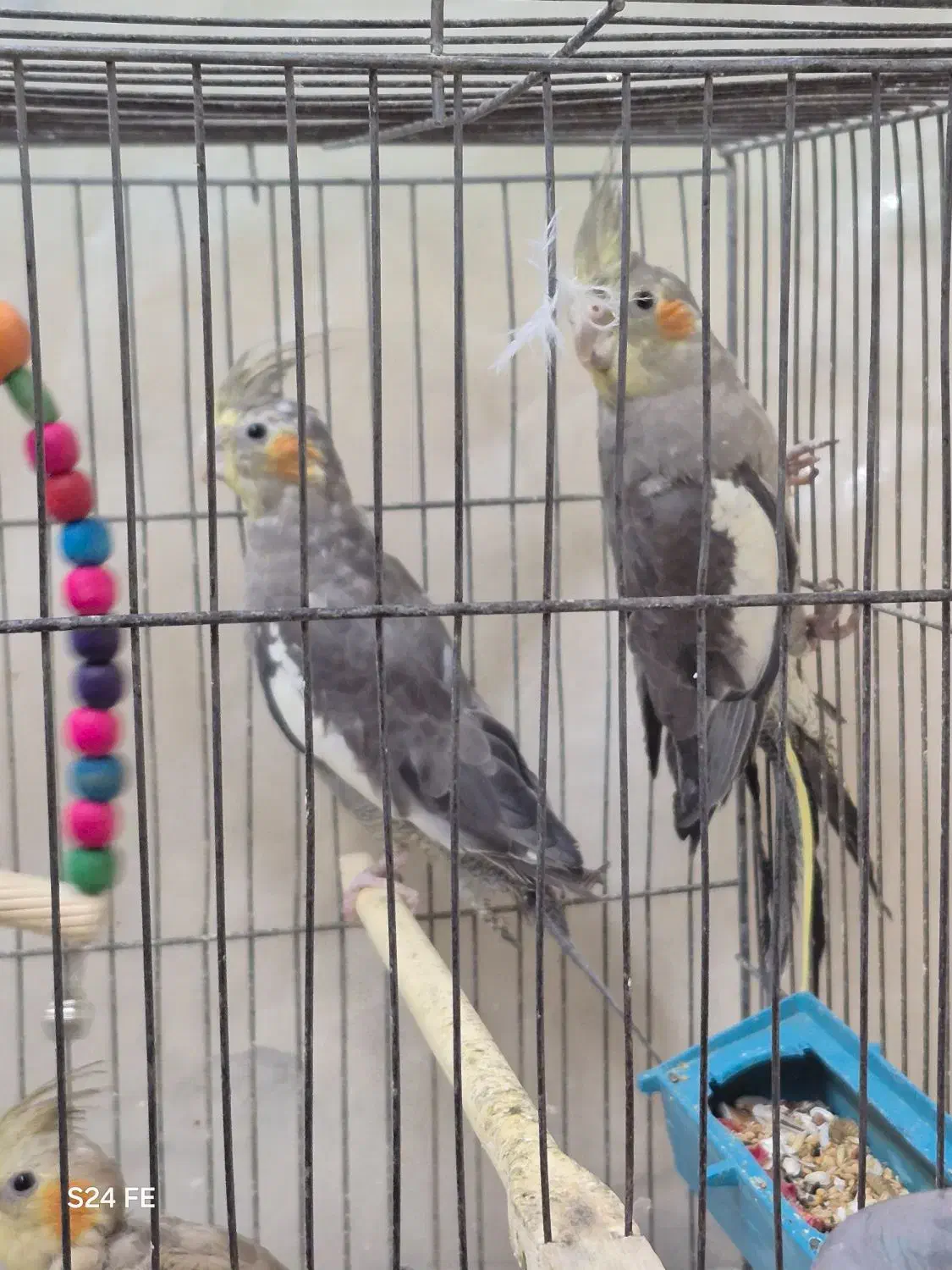 عروس هلندی|پرنده|شاهینشهر, گزبرخوار|دیوار