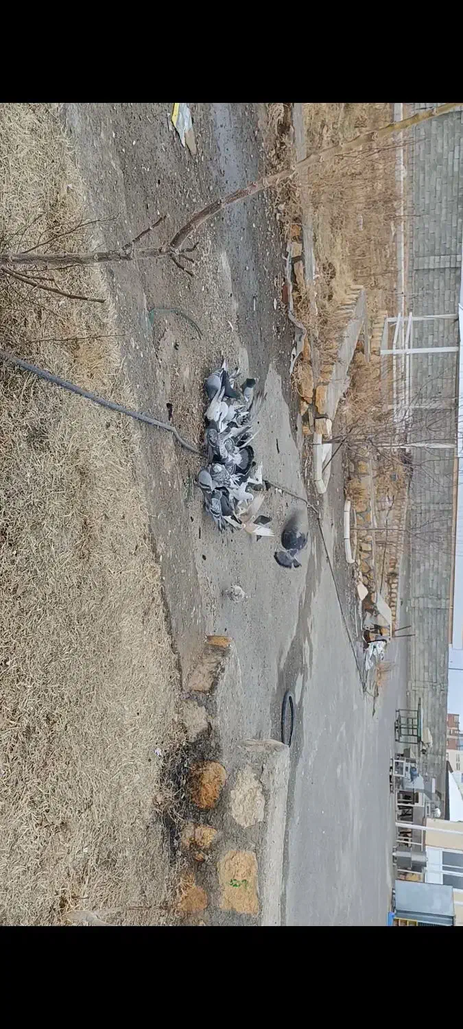 کبوتر|حیوانات|مراغه, |دیوار