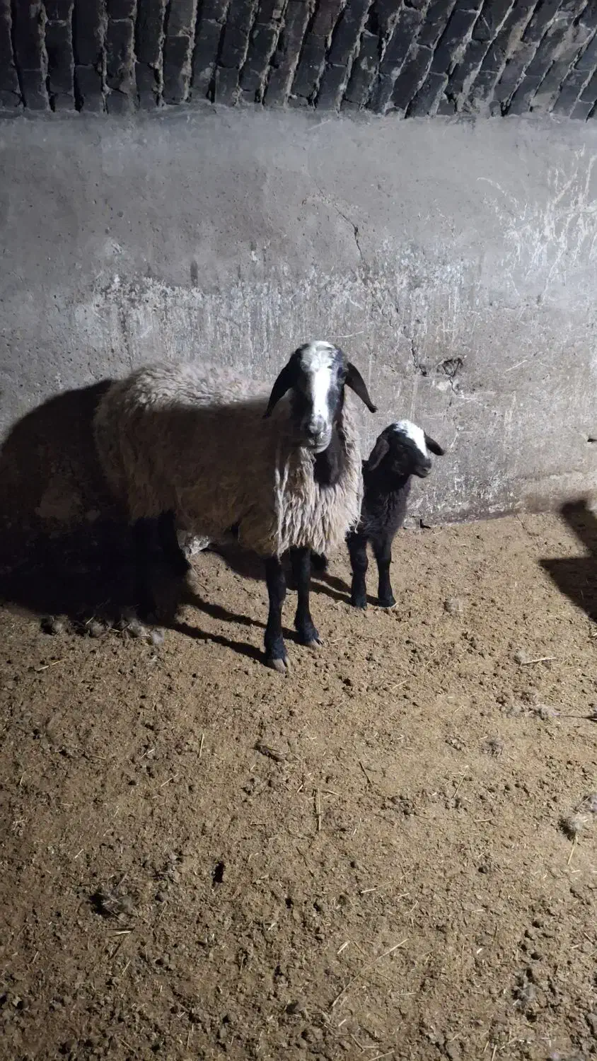 میش با بر|حیوانات مزرعه|دلیجان, |دیوار