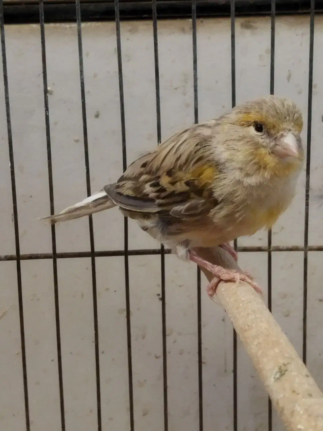 قناری ماده|پرنده|خمینیشهر, |دیوار