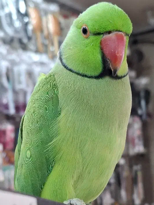 طوطی ملنگو|پرنده|تهران, کیانشهر|دیوار