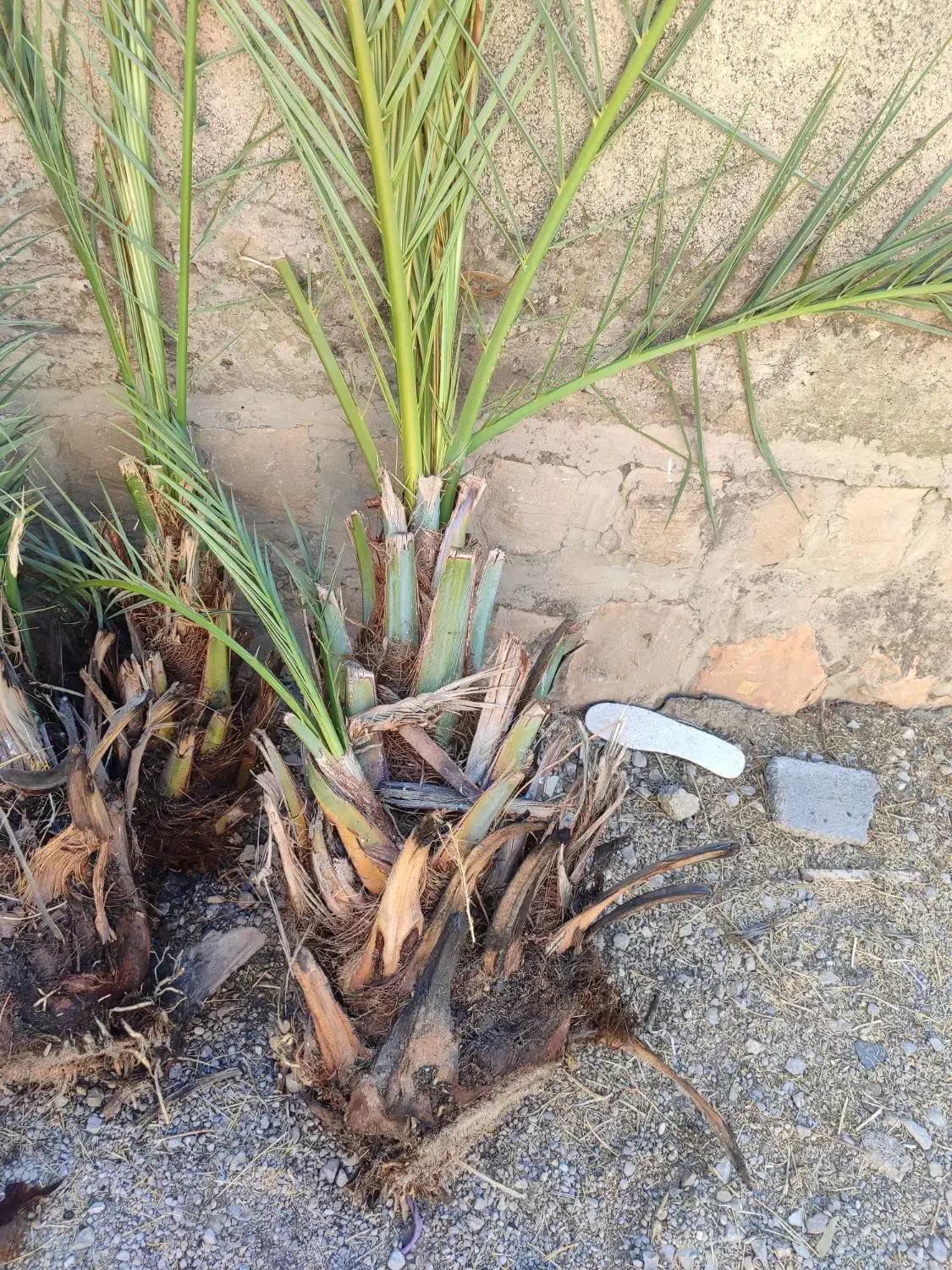 پاجوش نخل خرما خاصی، کبکاب|گل و گیاه طبیعی|سوق, |دیوار