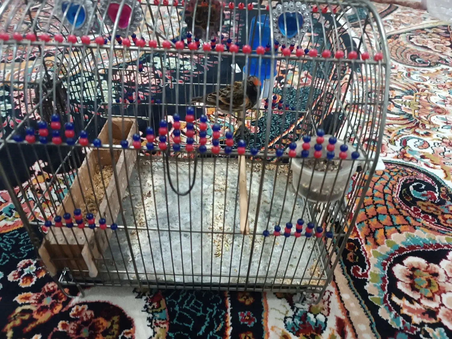 گل سر|پرنده|مشهد, رضاییه|دیوار