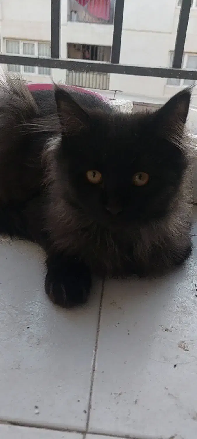 گربه پرشین نر|گربه|پرند, فاز ۶|دیوار