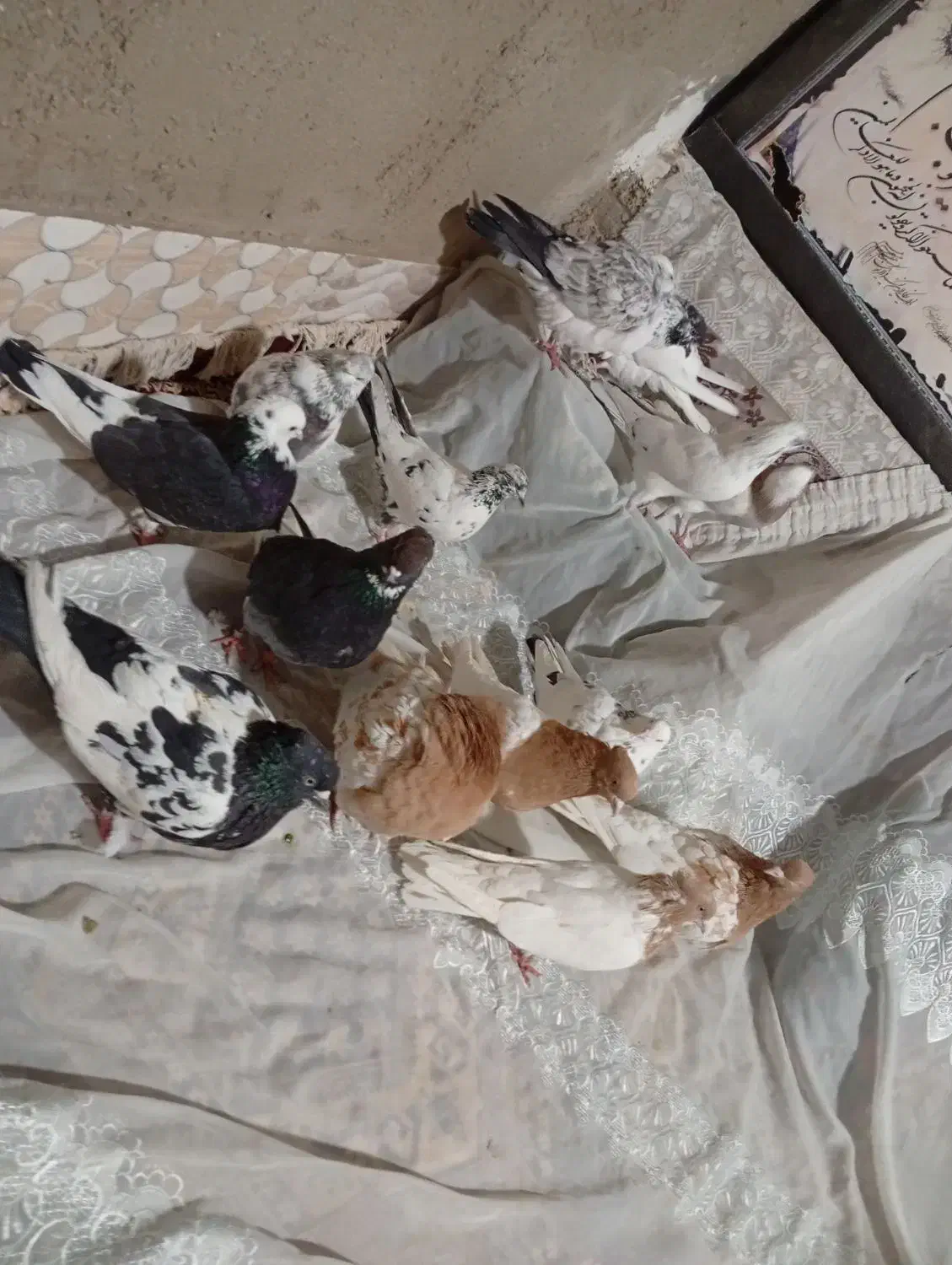 کفترهمه جوره باهم|پرنده|سیلاخور, |دیوار