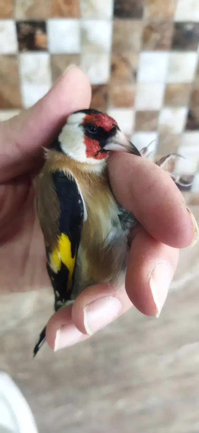 دوتا قناری نر و یک عدد سهره ی گل قفل نر|پرنده|تهران, جوادیه|دیوار