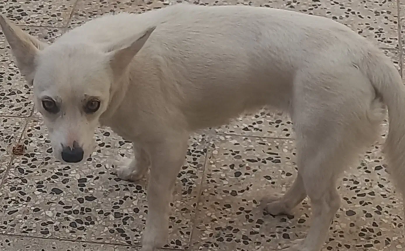 سگ اشپیتیز روباهی باهوش زرنگ حرف گوش کن|سگ|شیراز, احمدآباد|دیوار