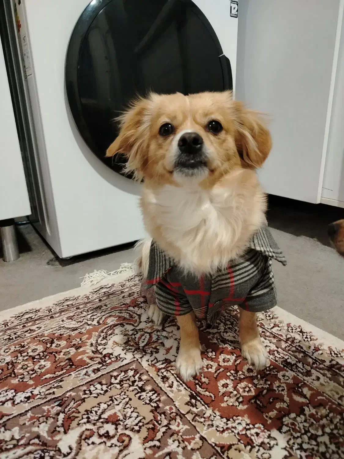 واگذاری سگ|سگ|کرمان, |دیوار