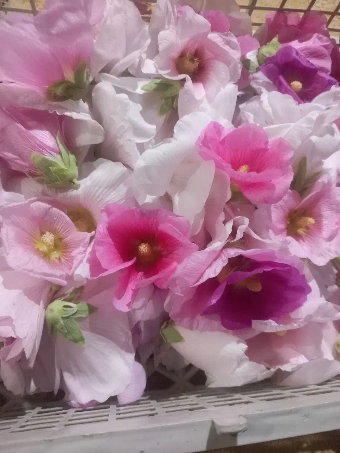 گل ختمی امساله|گل و گیاه طبیعی|شاهرود, |دیوار