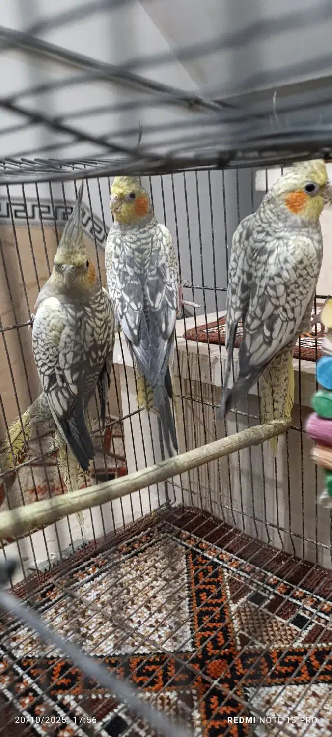 عروس هلندی|پرنده|نسیمشهر, |دیوار