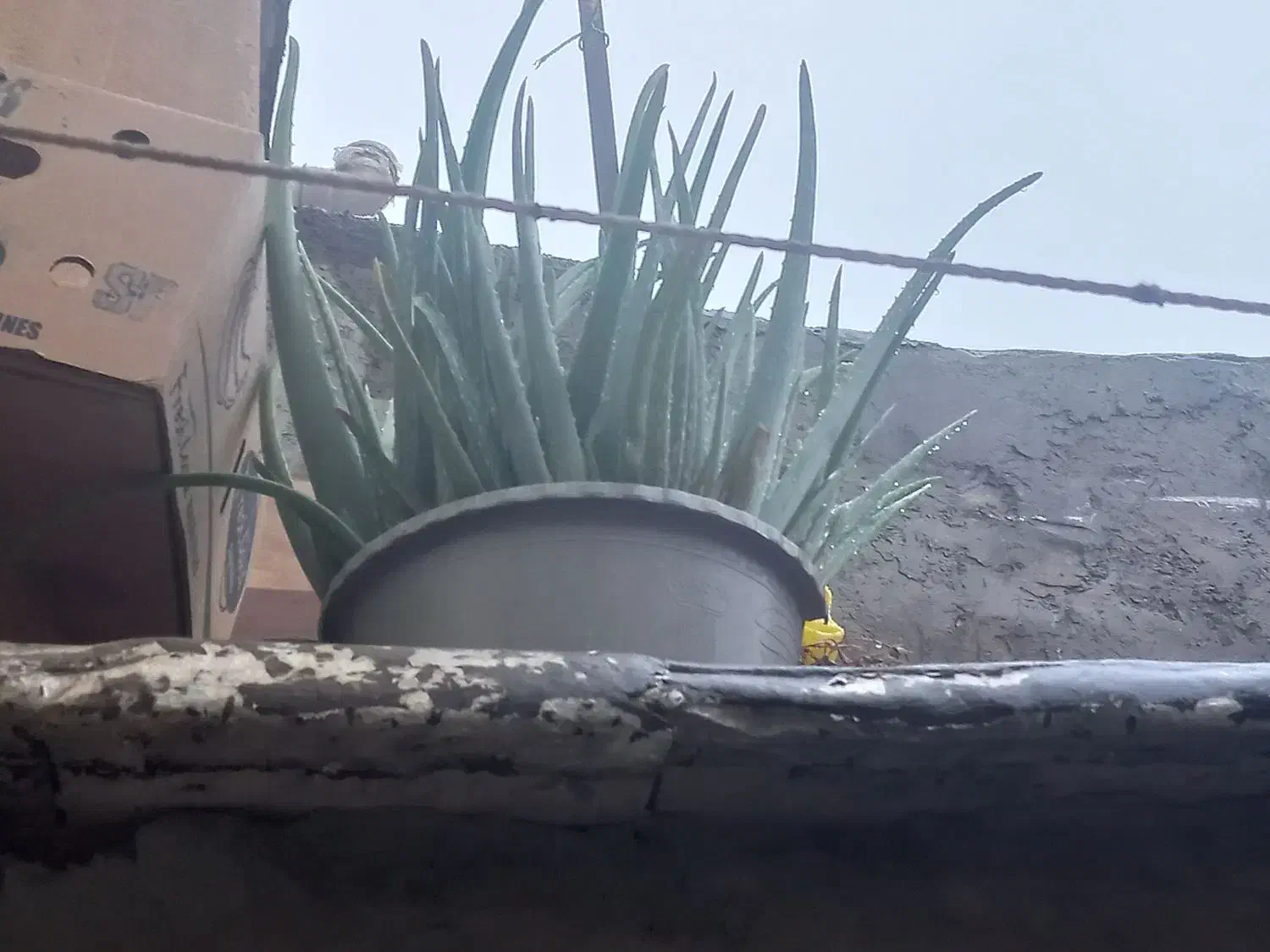 فروش گل|گل و گیاه طبیعی|مریوان, |دیوار