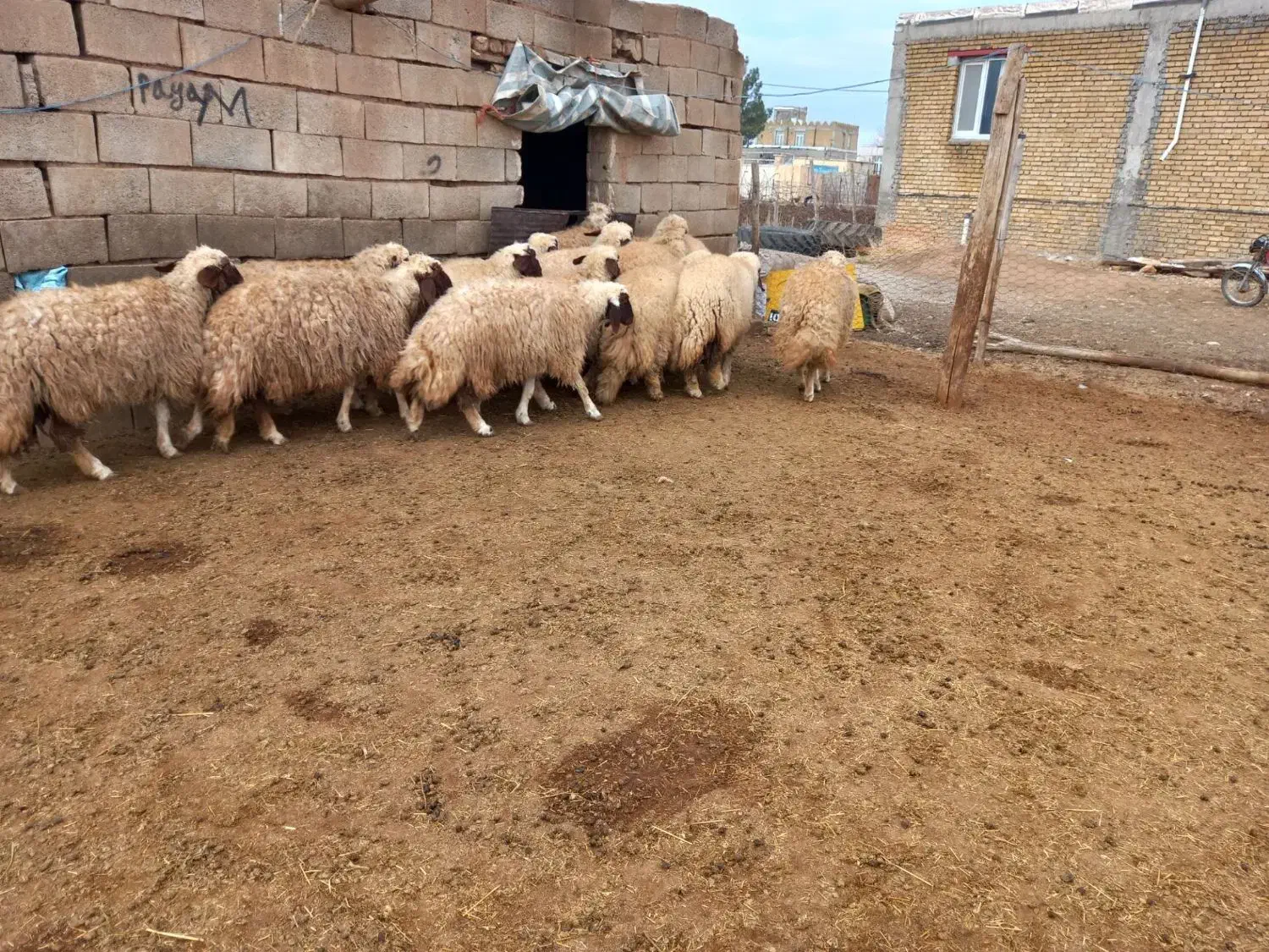 بره ماده داشتی|حیوانات مزرعه|ماهیدشت, |دیوار