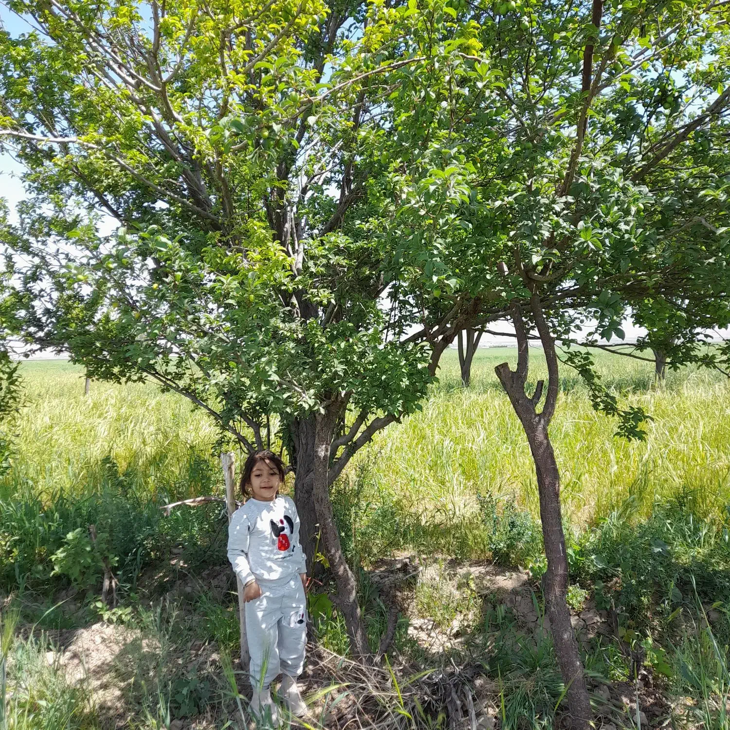 چاه گشاورزی|فروش زمین و ملک کلنگی|نصر آباد, |دیوار