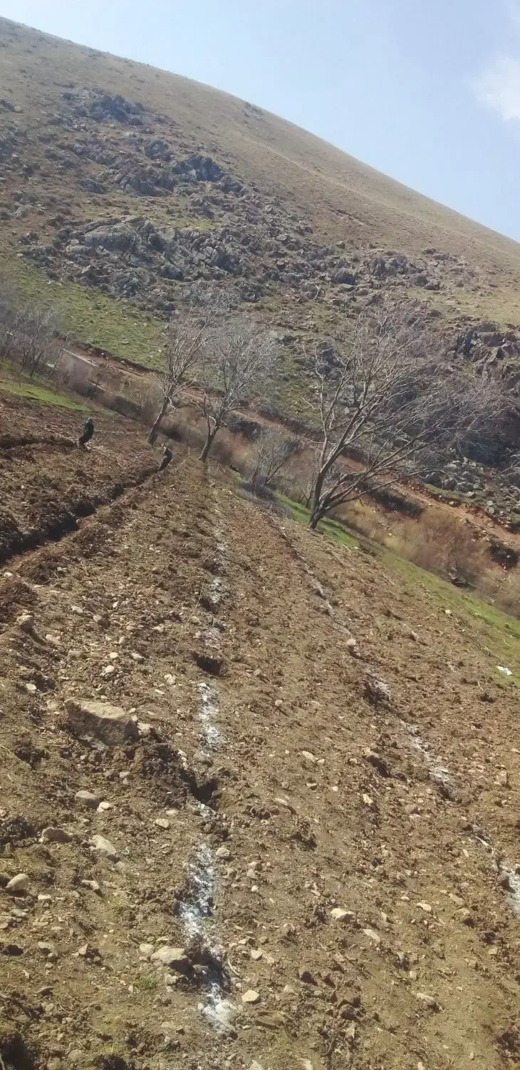 باغبانی حرس واسپار وسم پاشی|خدمات باغبانی و درختکاری|کنگاور, |دیوار