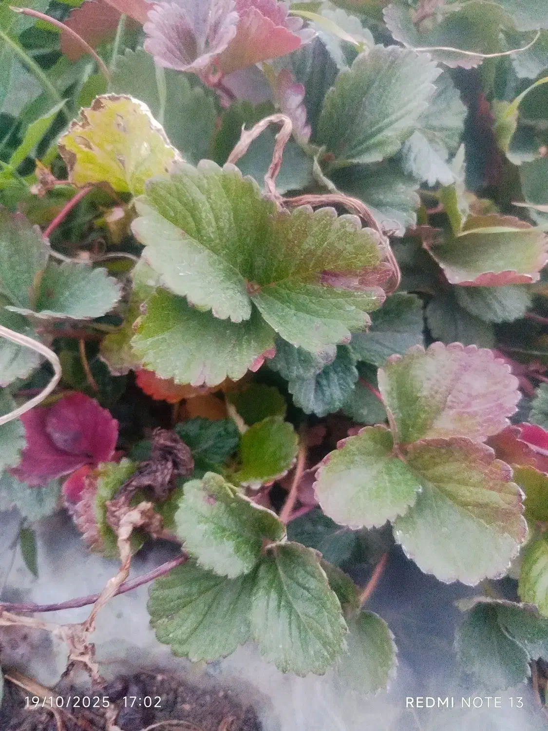 فروش نهال توت فرنگی|خدمات باغبانی و درختکاری|جیرفت, |دیوار