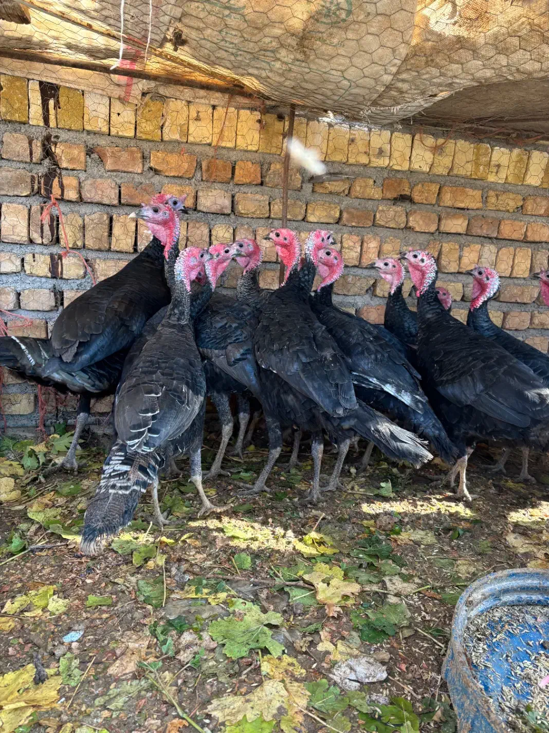 بوقلمون وخروس ومرغ|حیوانات مزرعه|بشاریات, |دیوار