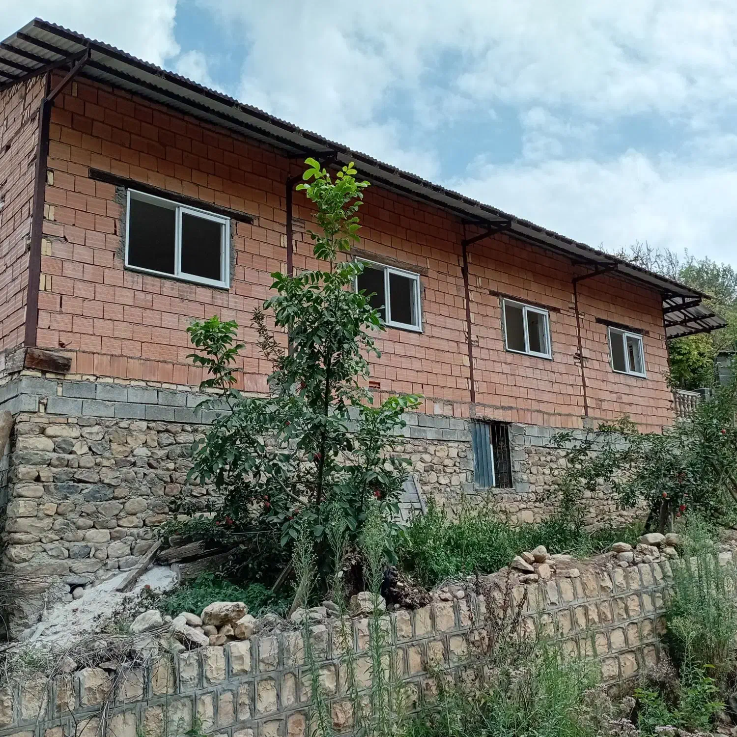 فروش سر درختی پرتقال تامسون|خدمات باغبانی و درختکاری|کیاکلا, |دیوار