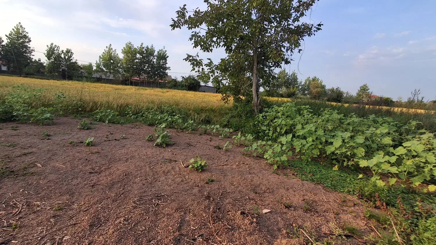 فروش زمین ۱۰۰متری داخل طرح هادی ویشکاننک سنگر|فروش زمین و ملک کلنگی|سنگر, |دیوار