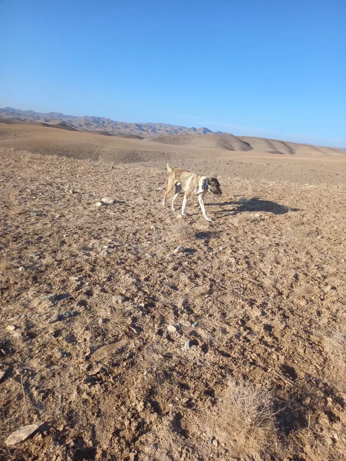 سگ گله|سگ|قهستان, |دیوار