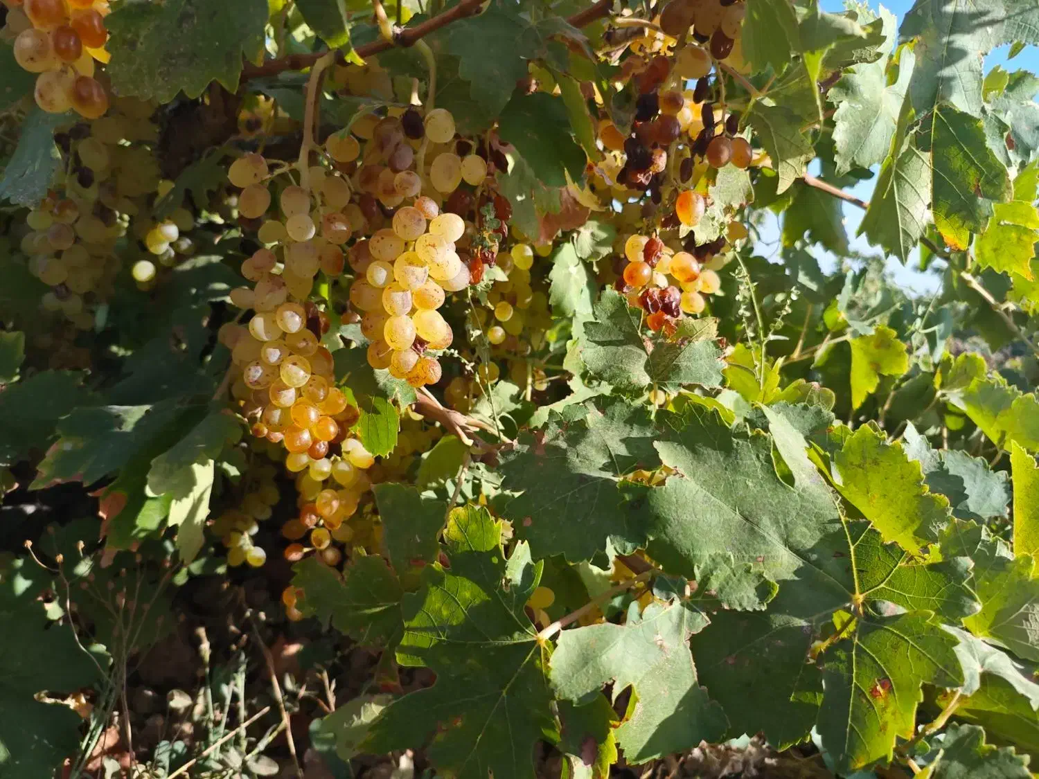 شیره محلی|خوردنی و آشامیدنی|قزوین, |دیوار