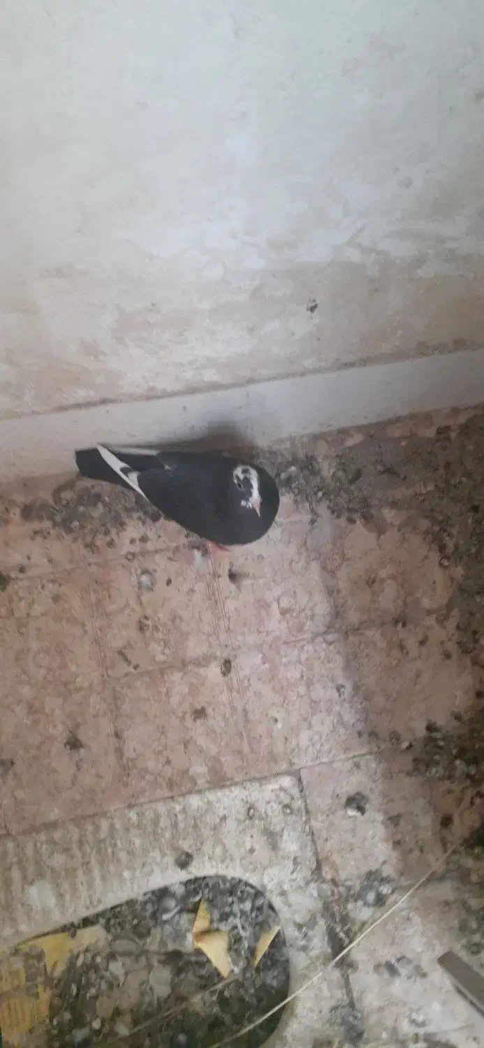 فروش یا معاوضه با مرغ یا خروس|پرنده|کرمان, |دیوار