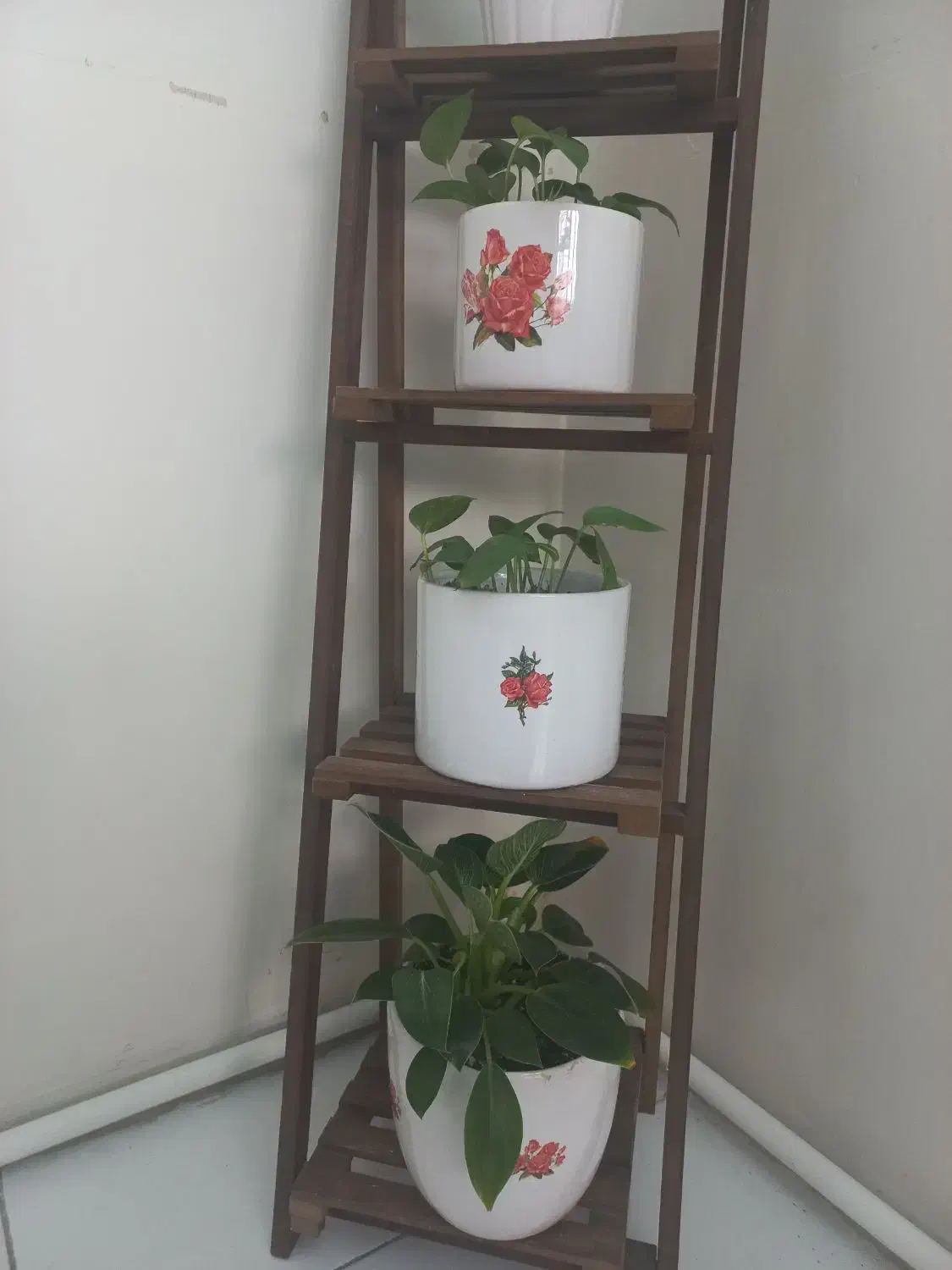 چهارعددگل وگلدون طبیعی بااستند|گل و گیاه طبیعی|تهران, خلیج فارس|دیوار